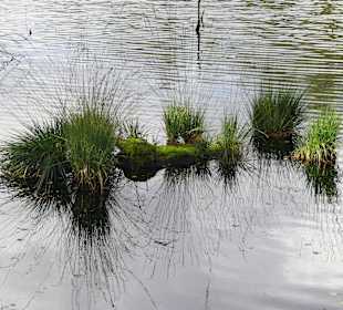 Etwas Grün im Moor