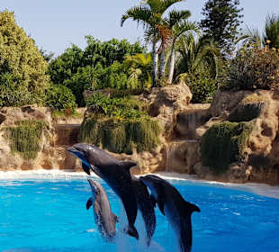 Loro Parque 