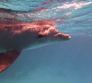 Delfine frei und glücklich...