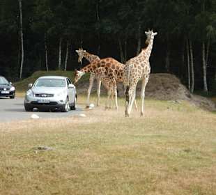 Tiere im Park - Autotour