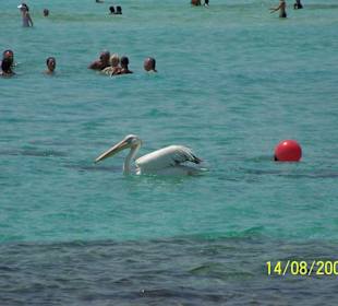 Pelikan am Nissi Beach