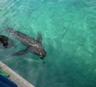 Im Aquarium, Wilhelmstad
