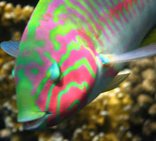 Coraya Bay, Unterwasserwelt