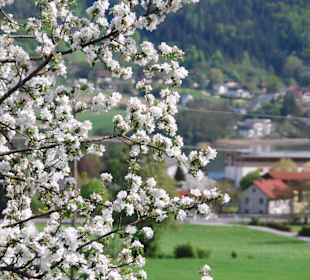 Blütenmeer am Ossiacher See