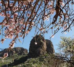 Mandelblüte in den Bergen