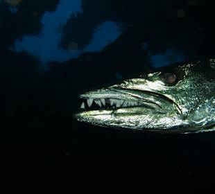 Der muß wohl nie zum Zahnarzt