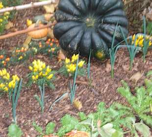Chrysanthema