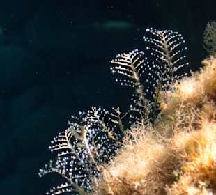 Šnorchlování v oblasti Kalithea