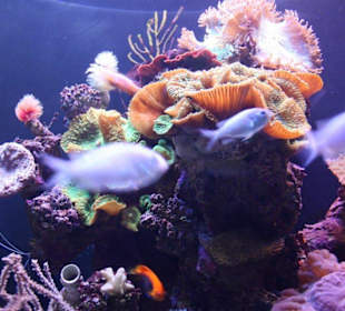 Ein schönes Aquarium