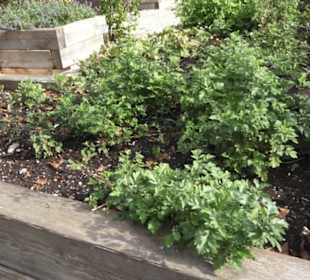 Kneippscher Kräutergarten