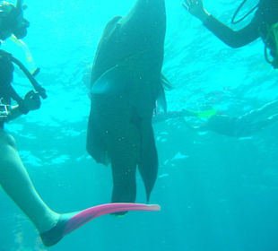 Tauchen Great Barrier Reef - 2