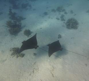 Rochenbesuch während der Delfintour - einmalig!