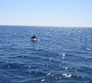 Katamaranausflug mit Delphin