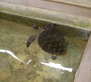 Papageienschildkröte