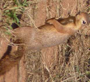 Der kleine Kerl war zu putzig