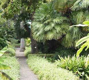 Im Jardín de aclimatación de La Orotava