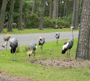 Serengeti Park Hodenhagen