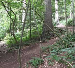 Natur-Hochseilgarten Triberg