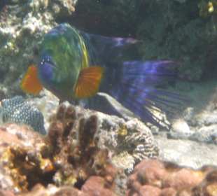 Besenschwanz Lippfisch