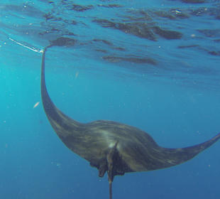 August 2016 - Aledia Tours Walhaischwimmen