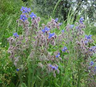 Auf dem Weg nach Benabbio