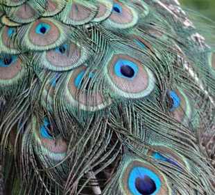Federkleid des Pfaues