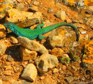 Eidechsen gibt es hier und auf Formentera
