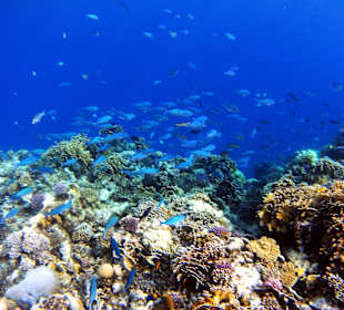 Schnorcheln Marsa Alam