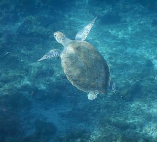 Die 1. Schildi vom Steg gesehen🌝