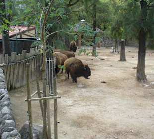 Blick aus der Seilbahn