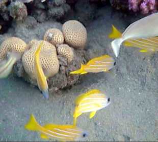 Blaustreifen-Schnapper