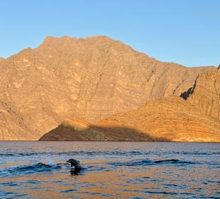 Delfine Musandam