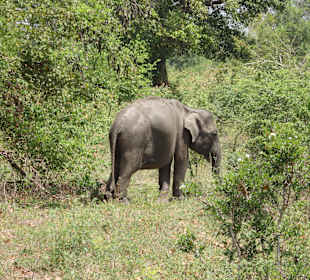 Kleiner Elefant