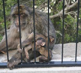 Gibraltar - enklawa brytyjska