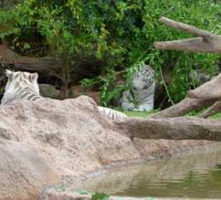 Weiße Tiger beim Flirt