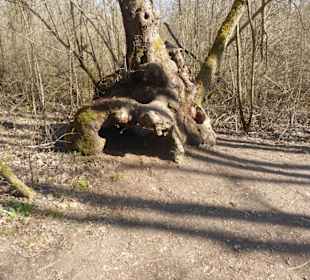 Rundwanderung Haimhausen