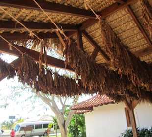 Zigarrenfabrik bei La Romana