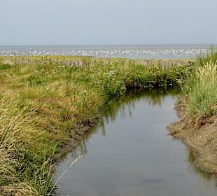 Landgewinnungszone im Wattenmee