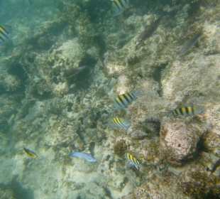 Hotel Grand Palladium Punta Cana Resort & Spa