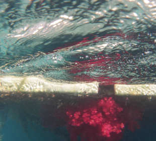 Hotel BEACH Albatros Resort & Spa