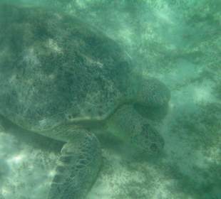 Schildkröte auf Ausflug