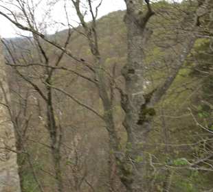 Burgfelsenpfad