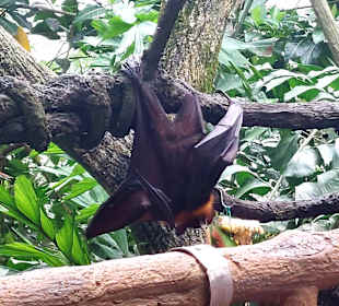 Singapur Zoo