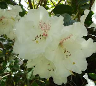 Garten Hohenheim
