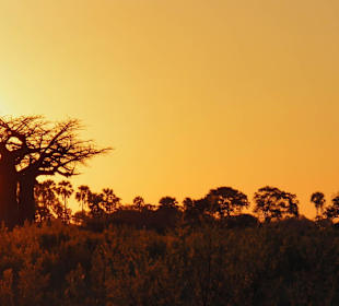 Okavango Delta