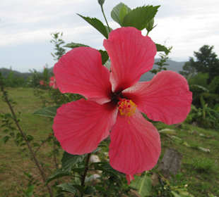 Hiking on Samui