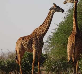 Giraffen