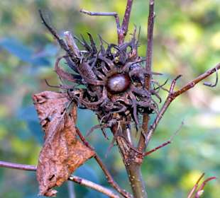 Ringpark Winterblätter