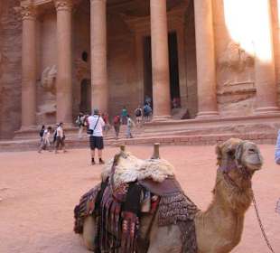 Camel relaxing in front of el-khaznah