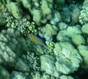 Hausriff des Makadi Palace